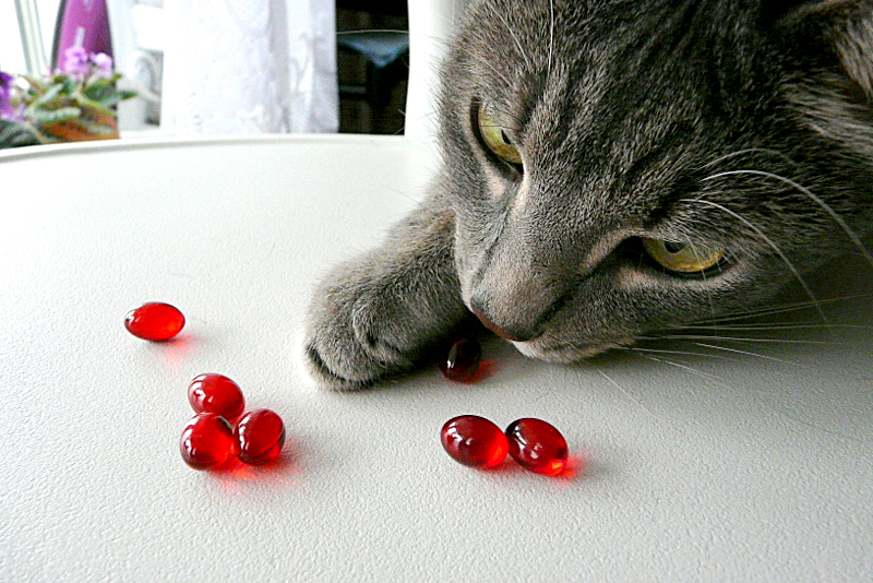 витамины для котов и кошек разновидности витаминов когда давать