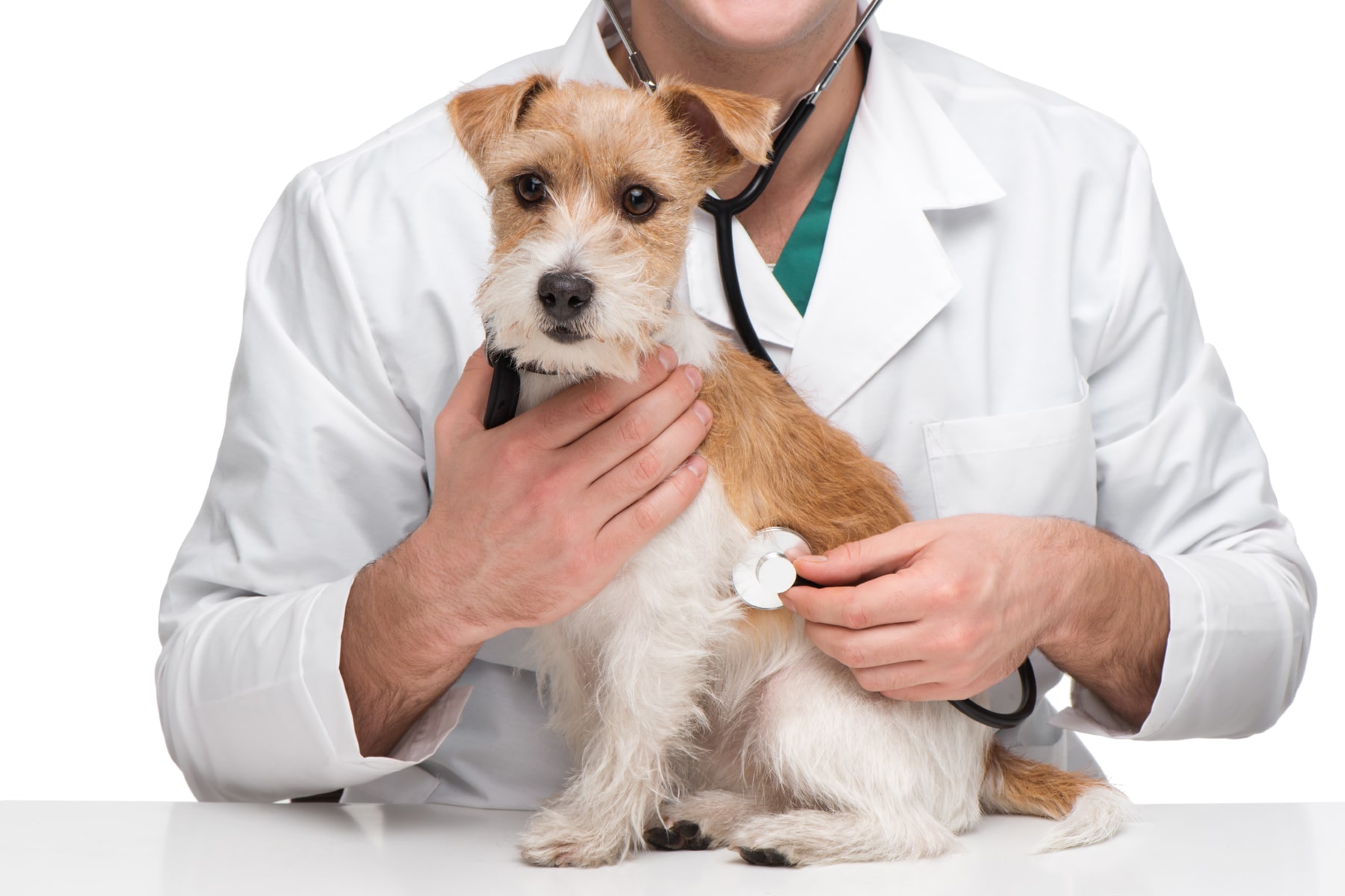 Pet clinic. Собака врач. Ветеринария. Собака медик. Животное у ветеринара.